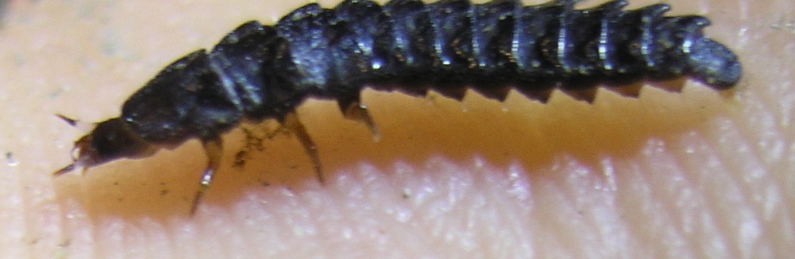 Luciole italienne, larve (Stefan Ineichen)