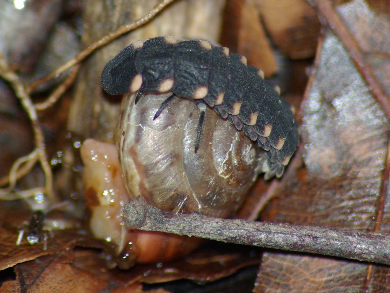 Larva di Lampyris con chiocciola (Hans Niederhauser)