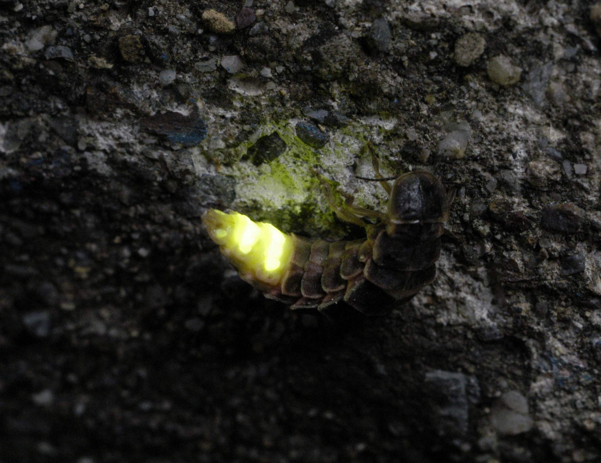 Grosses Glühwürmchen, Weibchen (Christian Schwager)