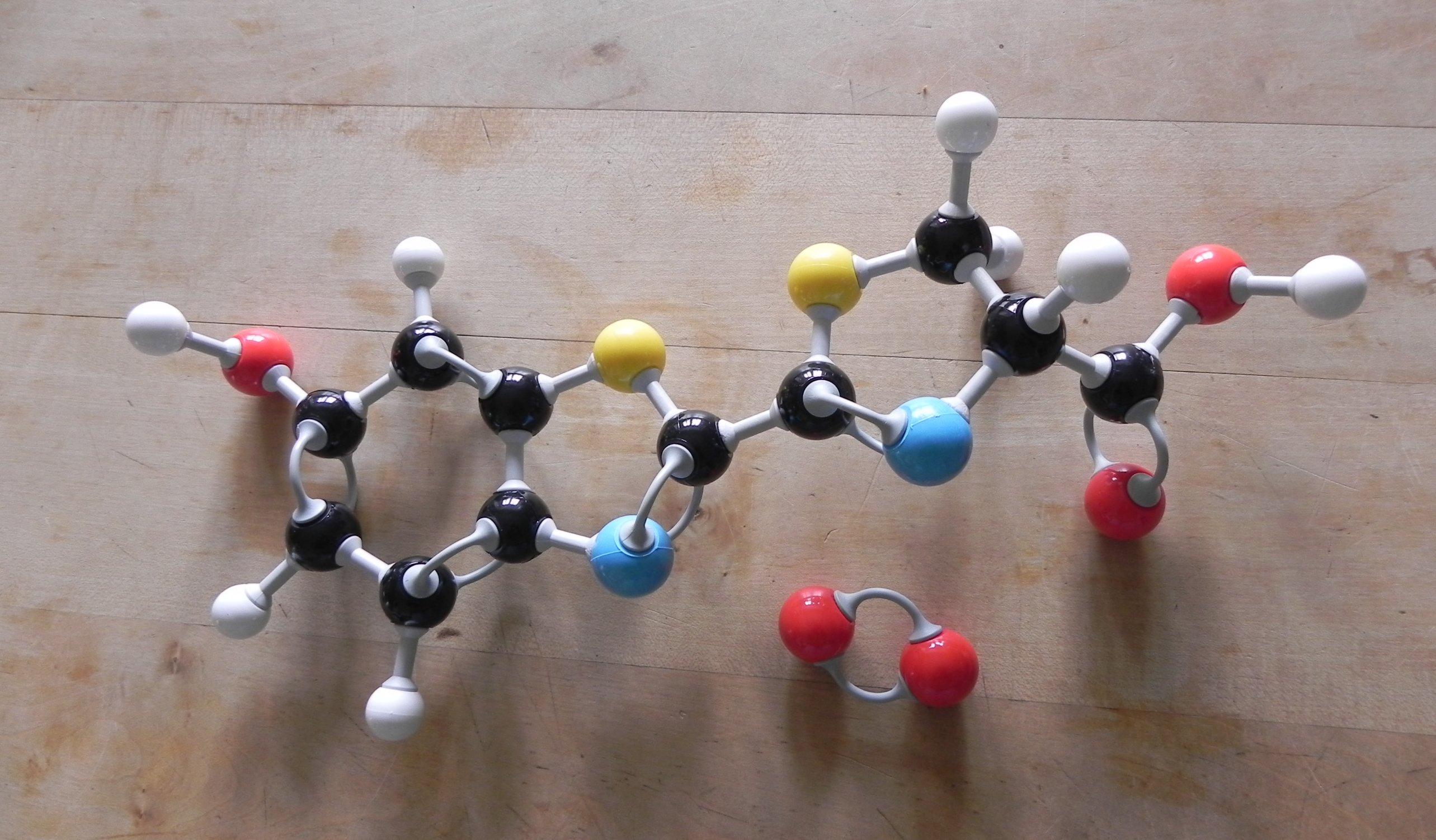 Luciferinmolekül und O2 (Modell). Farben der Atome: Kohlenstoff schwarz, Wasserstoff weiss, Sauerstoff rot, Stickstoff blau, Schwefel gelb (Stefan Ineichen).